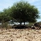 El Ni&ntilde;o & La Ni&ntilde;a are the children of the Tropics