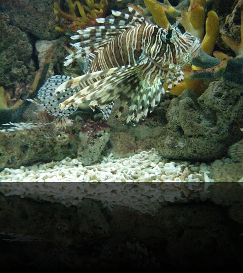 Manila-Oceanarium-06