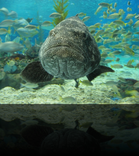 Manila-Oceanarium-15